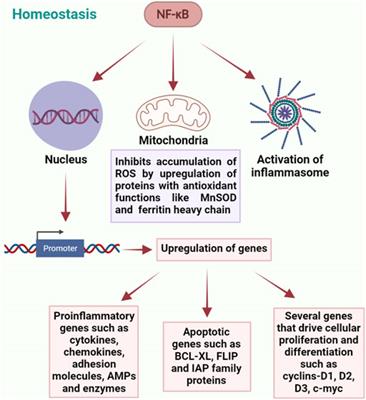 NF-κB Regulation by Gut Microbiota Decides Homeostasis or Disease Outcome During Ageing